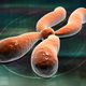 Illustration for article titled Cellular Toggle Switch Could Herald An Anti-Aging Breakthrough